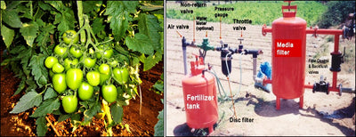 Fertigation recommendations for Tomato crop [LYCOPERSICON ESCULENTUM].