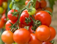 Good Agricultural practices for TOMATO crop