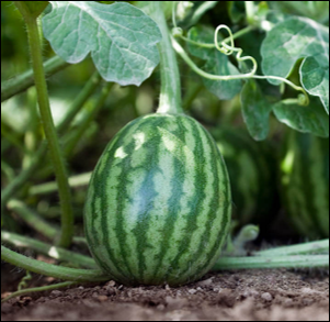 Watermelon growing tips - Major requirements