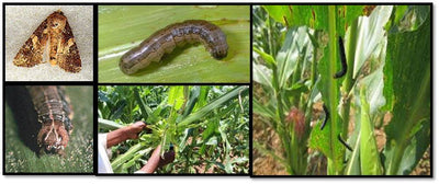 Fall Army Worm- A Serious Pest in CORN/MAIZE -Impact and Controlling Measures