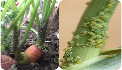 MANAGEMENT OF INSECT PESTS OF CARROT