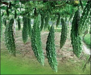 Good agricultural practices for bitter gourd - Growing and nutrient requirements