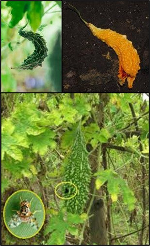 Good Agricultural Practices of Bitter gourd, Crop Protection : Insects & Management