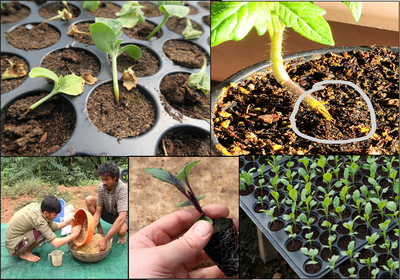 Seed treatment to avoid Damping off disease and develop healthy & quality seedlings