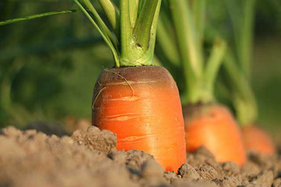 Good agricultural Practices of Carrot: Crucial requirements