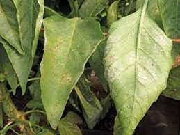 POWDERY MILDEW IN CHILLI - A DISEASE IN WINTER TO CAUSE HEAVY CROP LOSSE!