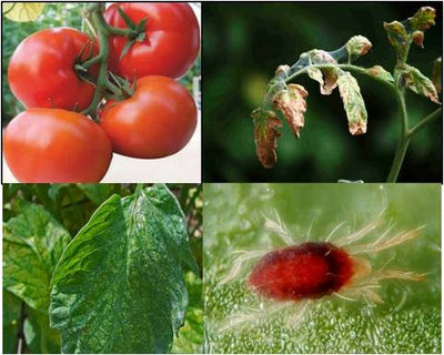 RED SPIDER MITES (TETRANYCHUS EVANSI) – AN IMPORTANT PEST OF SUMMER TOMATO CROP