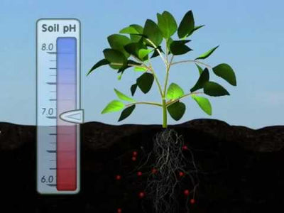 Role Of Soil pH In Nutrient Uptake By Plants