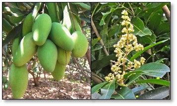 Pest and disease management on Mango flowers