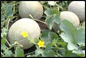 FERTIGATION FOR MUSKMELON