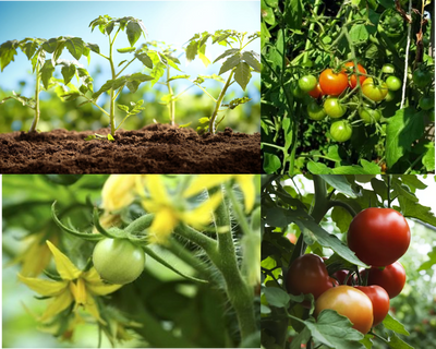 Grow Best Tomato Varieties in Summer: Get Good Prices in Market