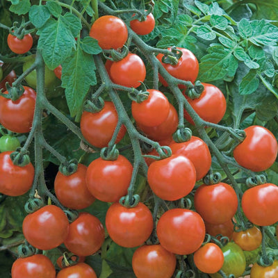 General Package of Practices for Tomato