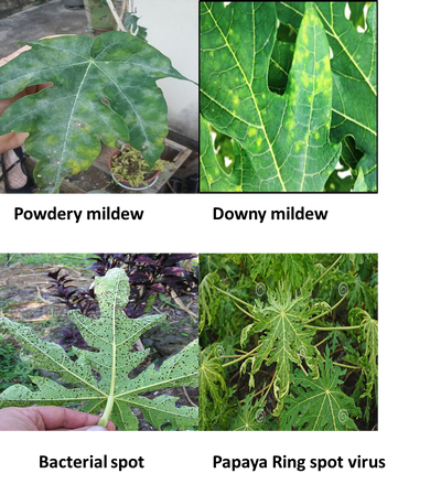 Issue of  Flower Dropping and decreased Fruit Set in Papaya ,Management Strategies