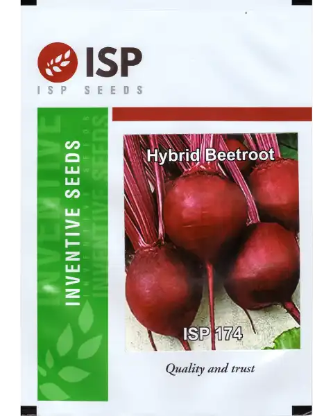 ISP174 HYBRID BEETROOT