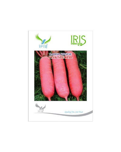 IRIS HYBRID CHINESE PINK SEPCIAL RADISH