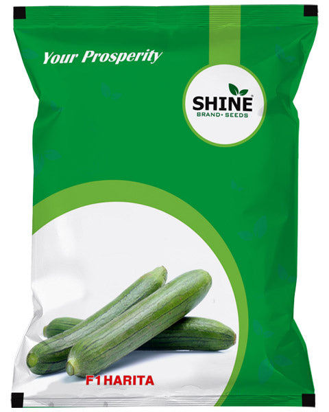 SHINE SPONGE GOURD HARITA F1 SEEDS