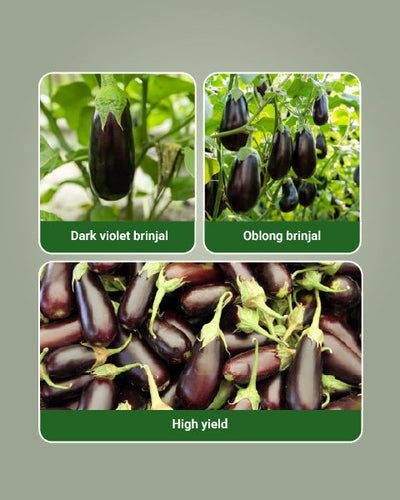 212 F1 Hybrid Brinjal Seeds