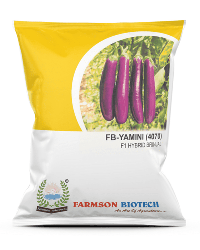 FARMSON FB-YAMINI F1 HYBRID BRINJAL SEEDS