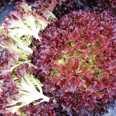 URJA LOLLA RED - LETTUCE SEEDS