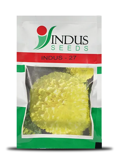 INDUS 27 MARIGOLD (गेंदा )