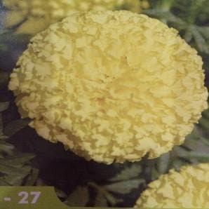 INDUS 27 MARIGOLD (गेंदा )