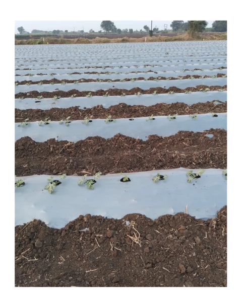 AGRI RISE SILVER/BLACK MULCH FILM