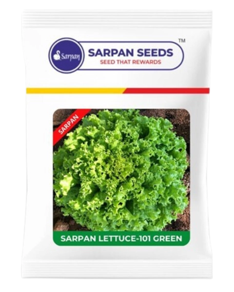 SARPAN LETTUCE - 101 GREEN