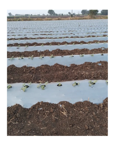 AGRI RISE WHITE/BLACK MULCH FILM