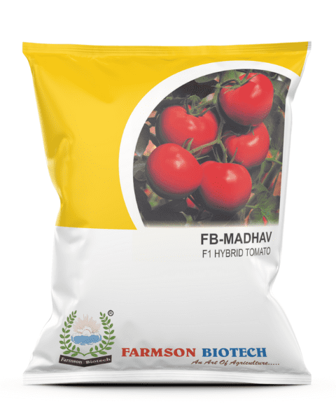 FARMSON MADHAV F1 TOMATO SEEDS SEEDS