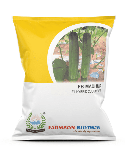 FARMSON CUCUMBER F1 FB MADHUR SEEDS