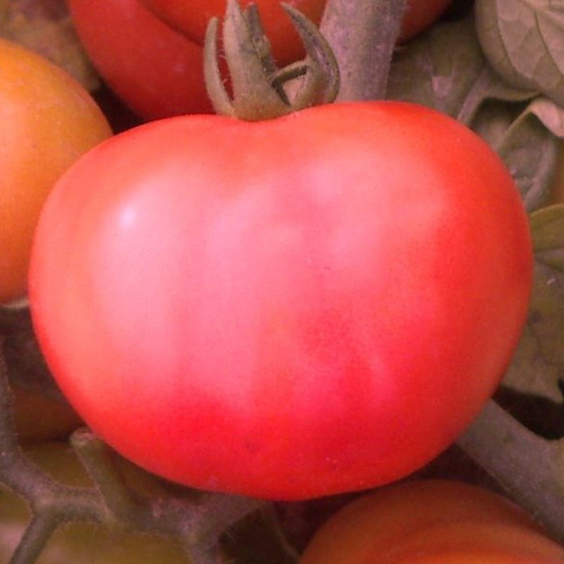 URJA US-525 TOMATO SEEDS