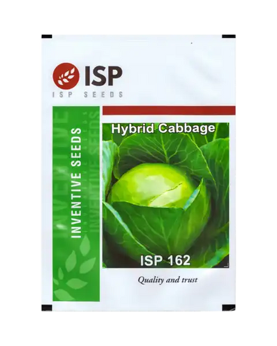 ISP162 CABBAGE