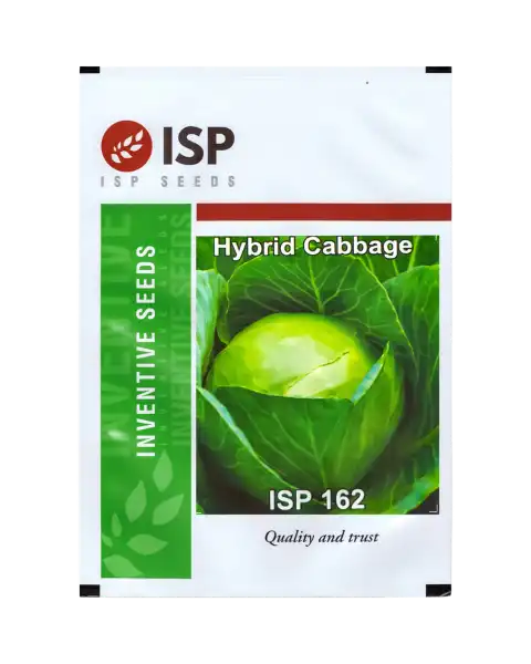 ISP162 CABBAGE