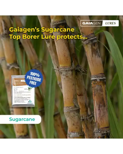 GAIAGEN PHEROMONE LURES FOR SUGARCANE TOP BORER