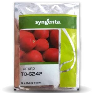 TO-6242 TOMATO SEEDS