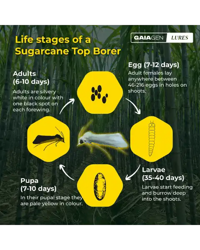 GAIAGEN PHEROMONE LURES FOR SUGARCANE TOP BORER