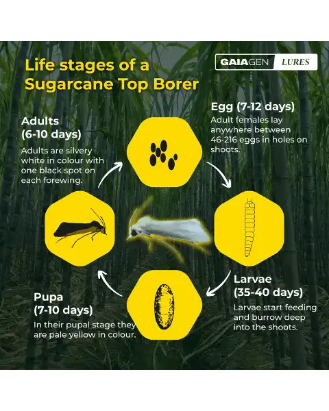 GAIAGEN PHEROMONE LURES FOR SUGARCANE TOP BORER