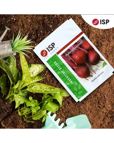 ISP174 HYBRID BEETROOT