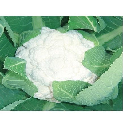 NBH - TANIA (815) CAULIFLOWER