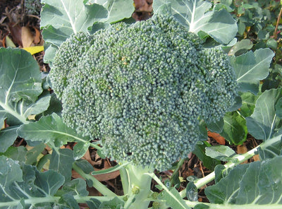 URJA FESTIVE - BROCOLLI F-1 HYBRID SEEDS