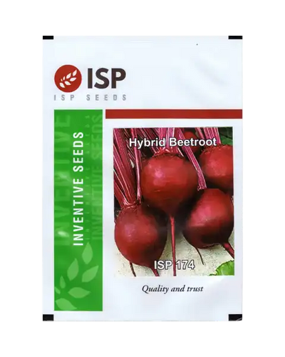 ISP174 HYBRID BEETROOT