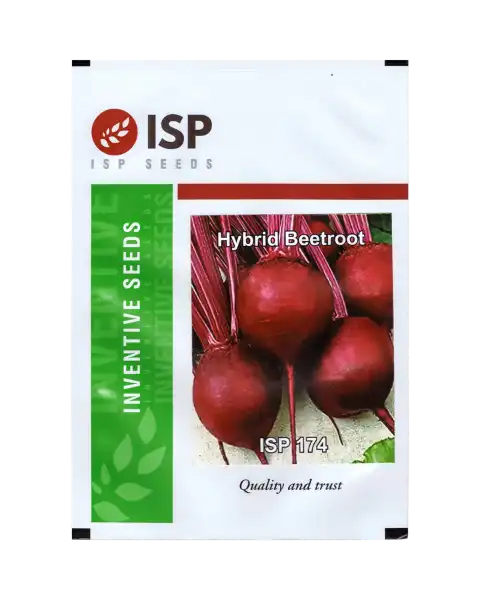 ISP174 HYBRID BEETROOT