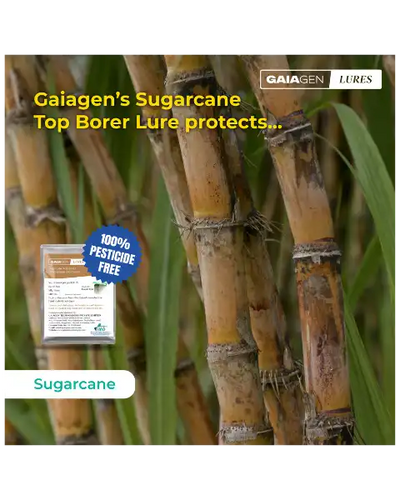 GAIAGEN PHEROMONE LURE & INSECT FUNNEL TRAP FOR SUGARCANE TOP BORER COMBO PACK