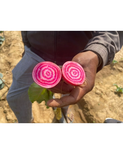 URJA BEET ROOT CANDY CANE