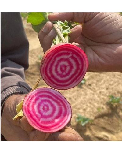 URJA BEET ROOT CANDY CANE