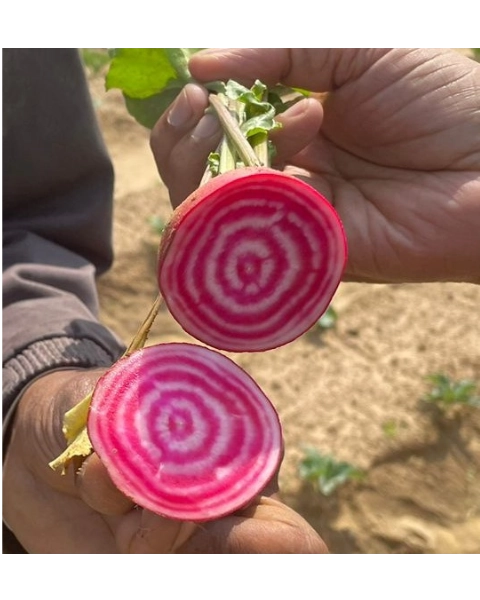 URJA BEET ROOT CANDY CANE