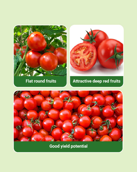 ABHILASH TOMATO SEEDS