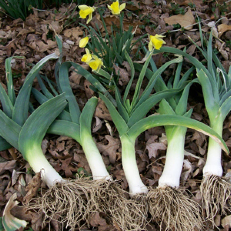 URJA AMERICAN FLAG - LEEK SEEDS