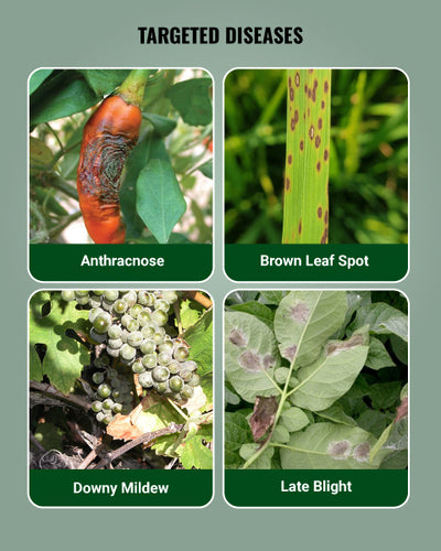 Antracol Fungicide