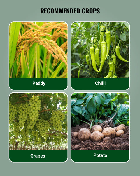 Antracol Fungicide